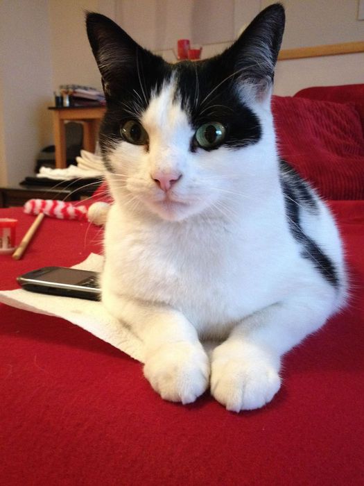 westgate ark cat & kitten homing center - small cats tales (old