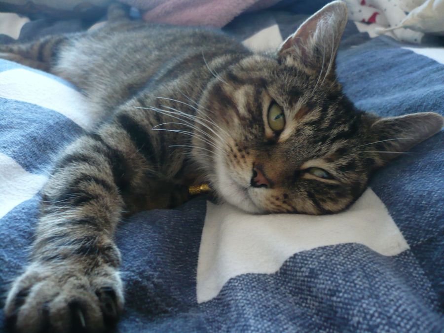 westgate ark cat & kitten homing center - small cats tales (old